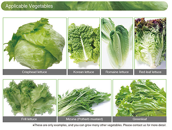 Applicable Vegetables: Korean lettuce Romaine lettuce Red-leaf lettuce Crisphead lettuce Frill lettuce Mizuna (Potherb mustard) Greenleaf These are only examples, and you can grow many other vegetables. Please contact us for more detail.